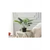Plaquela Saksılı Bitki