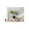 Plaquela Saksılı Bitki
