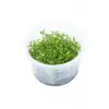 Proserpinaca Palustris Cuba In Vitro Cup Canlı Bitki