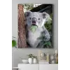(pster16678) Koala Hayvan Kanvas Tablo 40 x 60