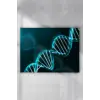(pster3922) Dna Bilimsel Poster (70x100cm)