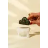 Rebutia Kaktüs Silikon Mum Kalıbı