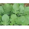 Roka Tohumu - Aksel 10 g