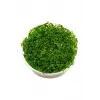 Rotala Indica Green In Vitro 200 cc canlı bitki