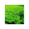 Rotala Indica Green In Vitro 200 cc canlı bitki