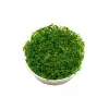 Rotala Indica Green In Vitro 200 cc canlı bitki