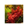 Rotala Macrandra Canlı Bitki, In Vitro 200 cc