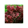 Rotala Macrandra Canlı Bitki, In Vitro 200 cc