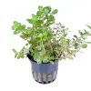 Rotala Rotundifolia Saksı Canlı Bitki