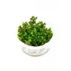 Rotala Sp Bonsai Saksı Canlı Bitki