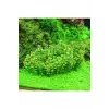 Rotala Sp Bonsai Saksı Canlı Bitki