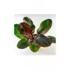 Saksı, Echinodorus Hadi Red Pearl Canlı Bitki