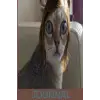 Şaşkın Kedi Günlüğü
