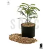 Vermikülit 10 L