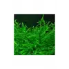 Vesicularia Dubyana Java Moss 10x10 cm Canlı Bitki