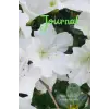 White Azaleas Journal