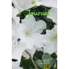 White Azaleas Journal