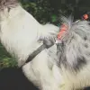 Wild Jungle S Köpek Harness