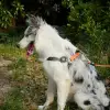 Wild Jungle S Köpek Harness