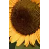 Yellow sunflower, sketchpad