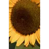 Yellow sunflower, sketchpad