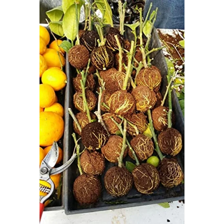 10 ADET BİTKİ KÖKLENDİRME TOPU, 20 ADET KLİPS, KÖKLENDİRME HORMONU