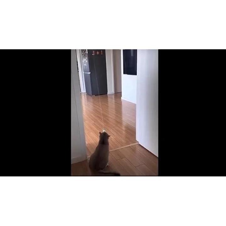 2 Adet Elastik Vantuzlu Kedi Oyuncağı Tüylü Zilli Kedi Oltası