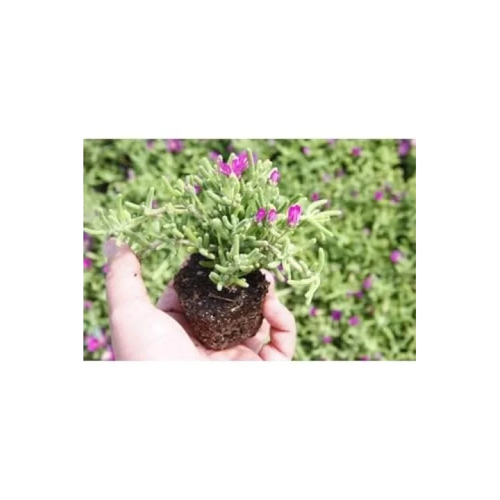 Acem Halısı 10 Adet Mor Çiçek Açan Yer Örtücü Sukulent Mezarlık Çiçeği, BTSTS31