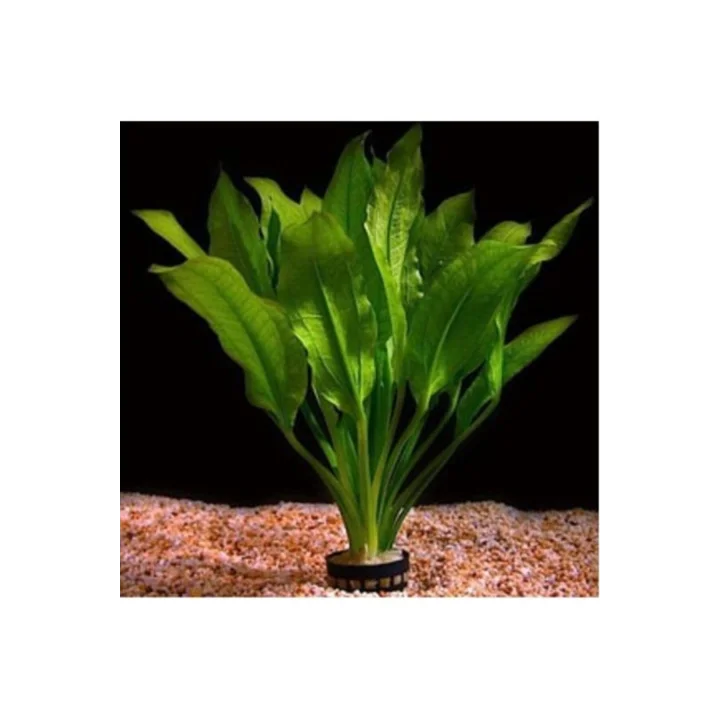 Akvaryum Bitkileri Echinodorus Amazonicus Saksı Canlı Bitki b043