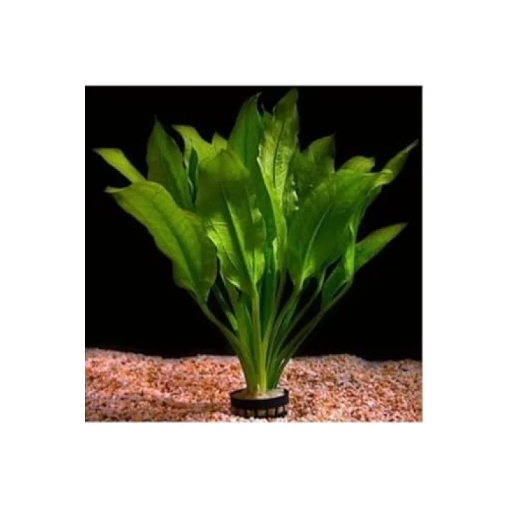 Akvaryum Bitkileri Echinodorus Amazonicus Saksı Canlı Bitki b043