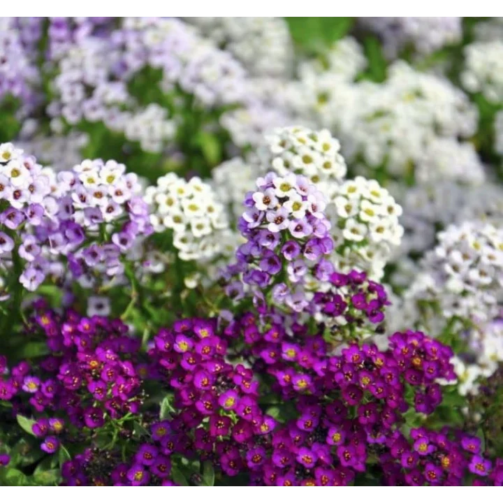 Alyssum Tohumu (Kraliyet Halısı) Karışık Renkli - 40 Tohum