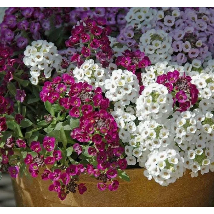 Alyssum Tohumu (Kraliyet Halısı) Karışık Renkli - 40 Tohum