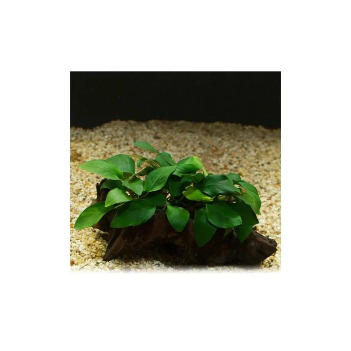 Anubias Barteri Var 5-6 Yapraklı Kök Canlı Bitki