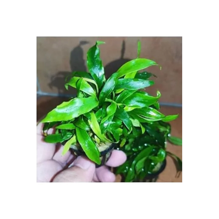 Anubias Glabra Minima Saksı Canlı Bitki