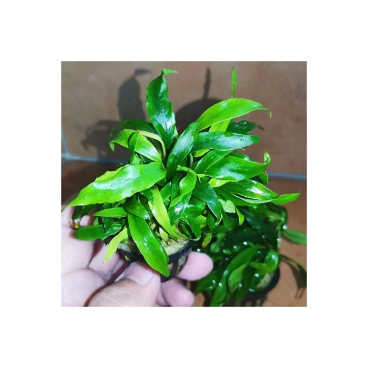 Anubias Glabra Minima Saksı Canlı Bitki