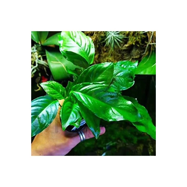Anubias Heterophylla Saksı Canlı Bitki 5-7 Yaprak