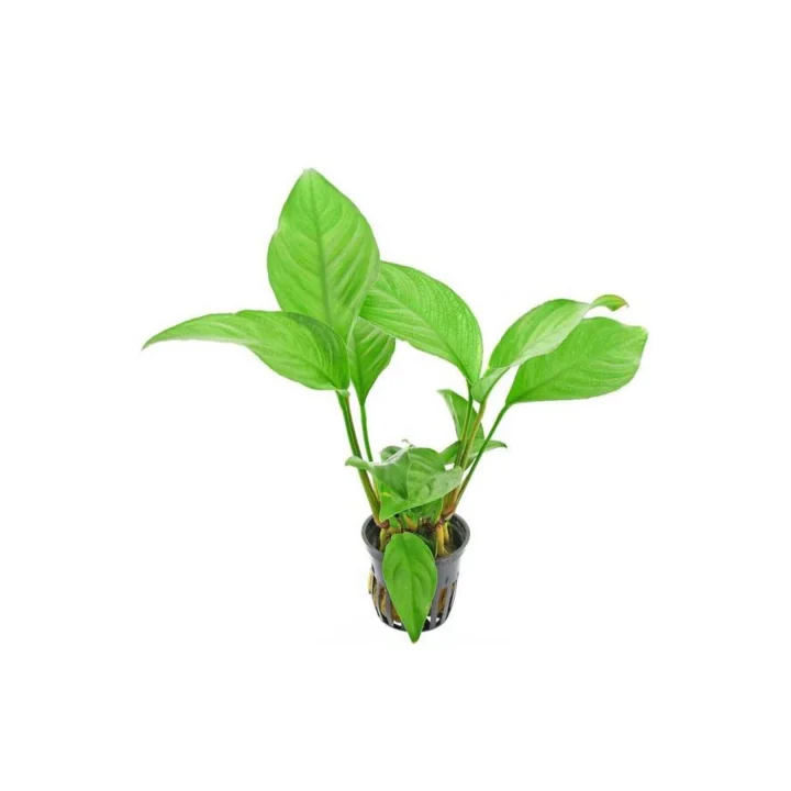 Anubias Heterophylla Saksı Canlı Bitki 5-7 Yaprak
