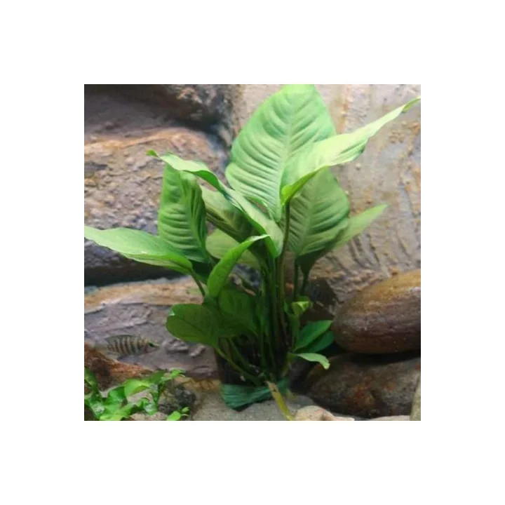 Anubias Heterophylla Saksı Canlı Bitki 5-7 Yaprak
