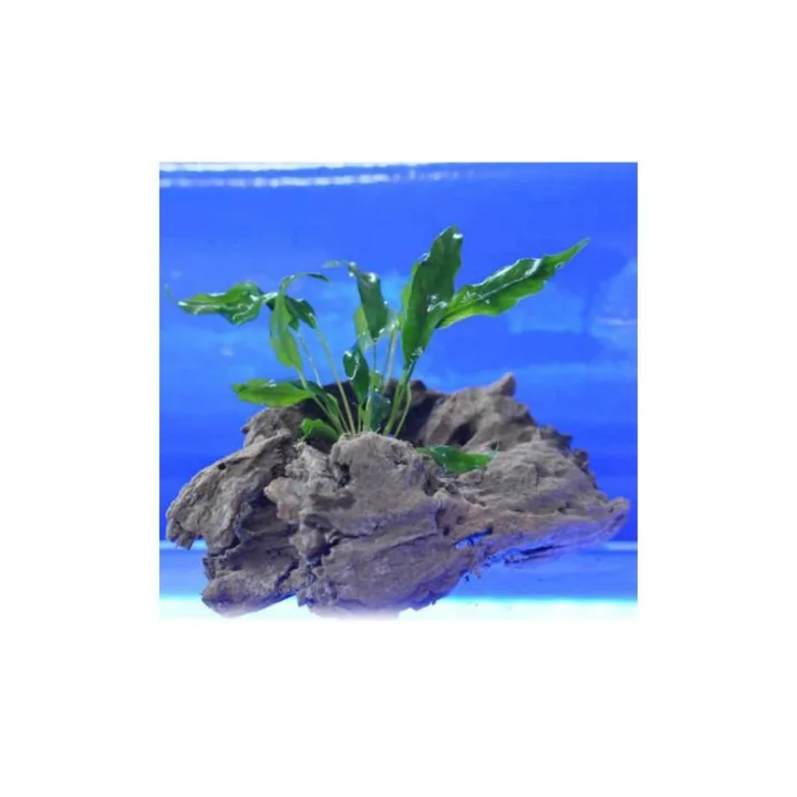 Anubias Minima Canlı Bitki