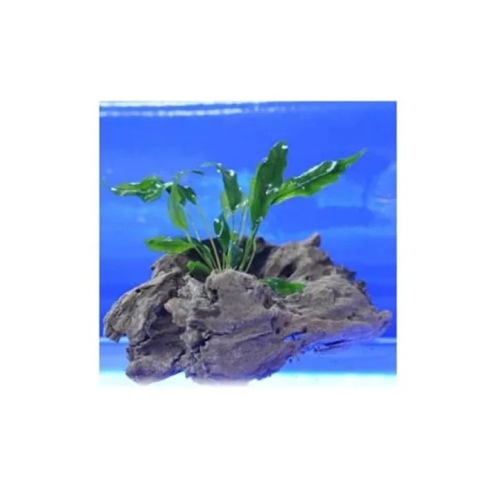 Anubias Minima Canlı Bitki