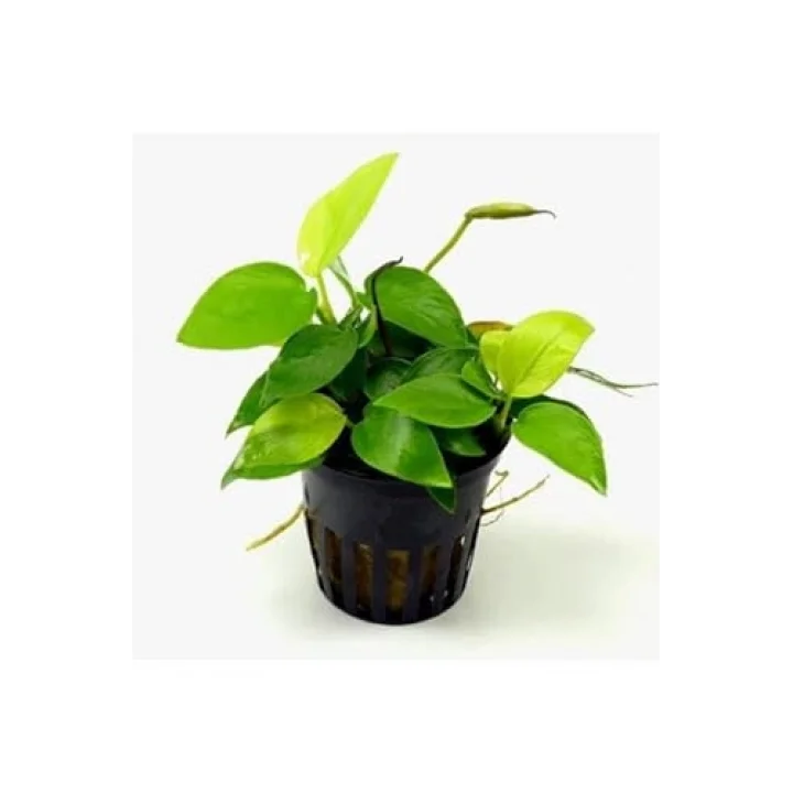 Anubias Nana Gold 6-7 Yapraklı Canlı Bitki