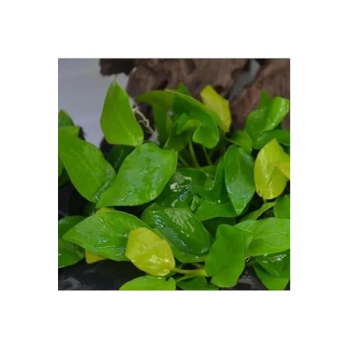 Anubias Nana Gold 6-7 Yapraklı Canlı Bitki