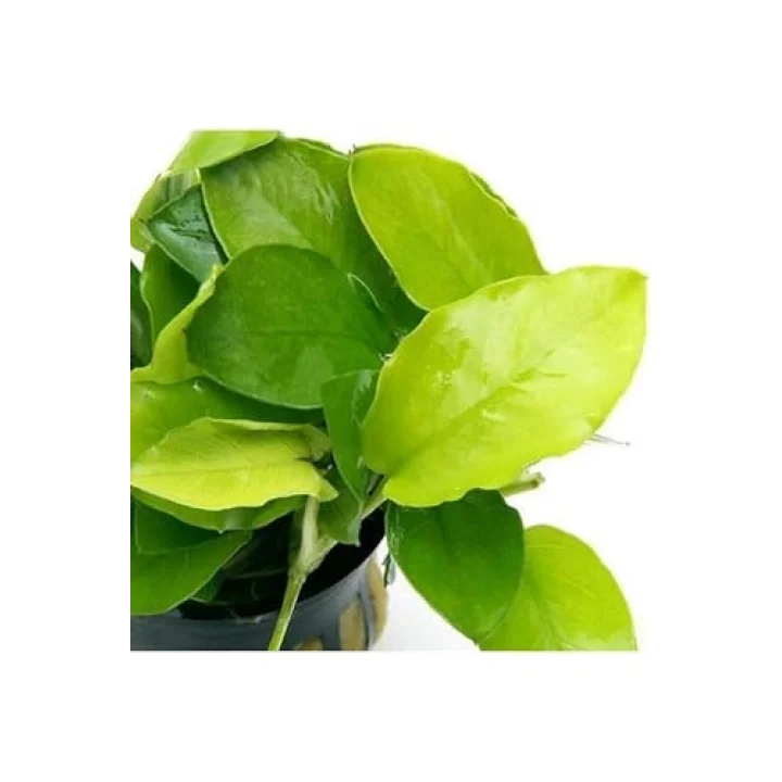 Anubias Nana Gold 6-7 Yapraklı Canlı Bitki
