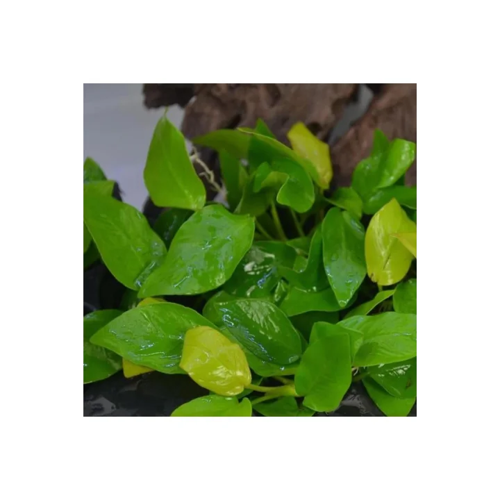Anubias Nana Gold 6-7 Yapraklı Canlı Bitki