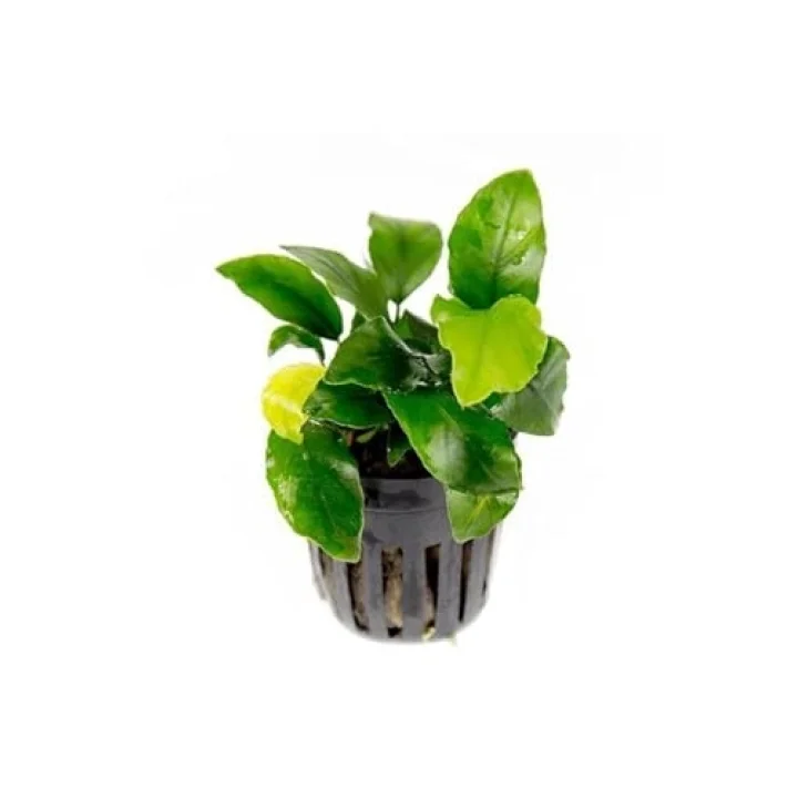 Anubias Wrinkled Leaves Canlı Bitki