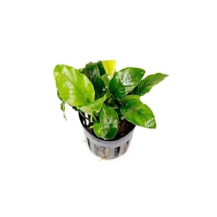 Anubias Wrinkled Leaves Canlı Bitki