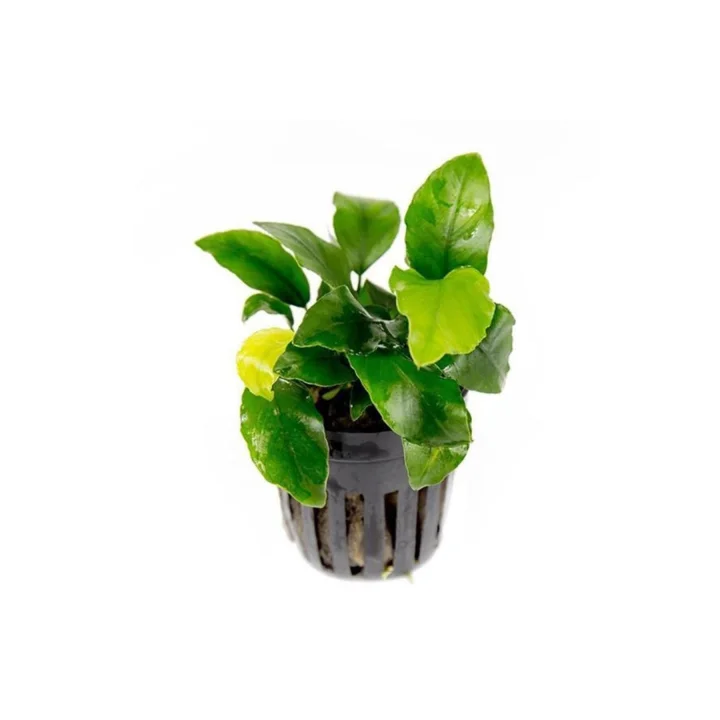 Anubias Wrinkled Leaves Canlı Bitki