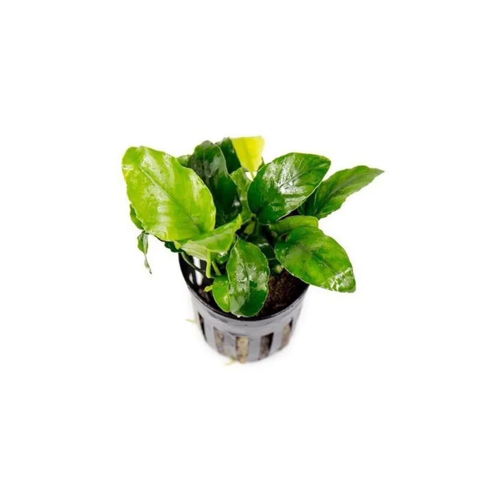 Anubias Wrinkled Leaves Canlı Bitki