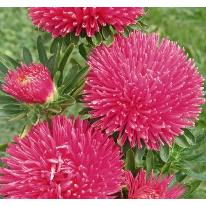 Aster Kasımpatı (Krizantem) Burgundy Renkli - 20 Tohum