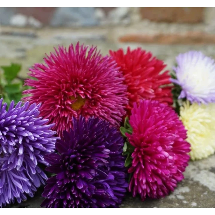 Aster Kasımpatı (Krizantem) Burgundy Renkli - 20 Tohum